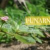 Punarnava Benefits