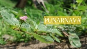 Punarnava Benefits