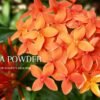 ashoka powder benefits