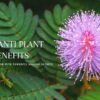 Lajwanti Plant Benefits