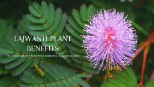Lajwanti Plant Benefits