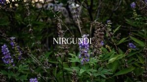 Nirgundi Benefits