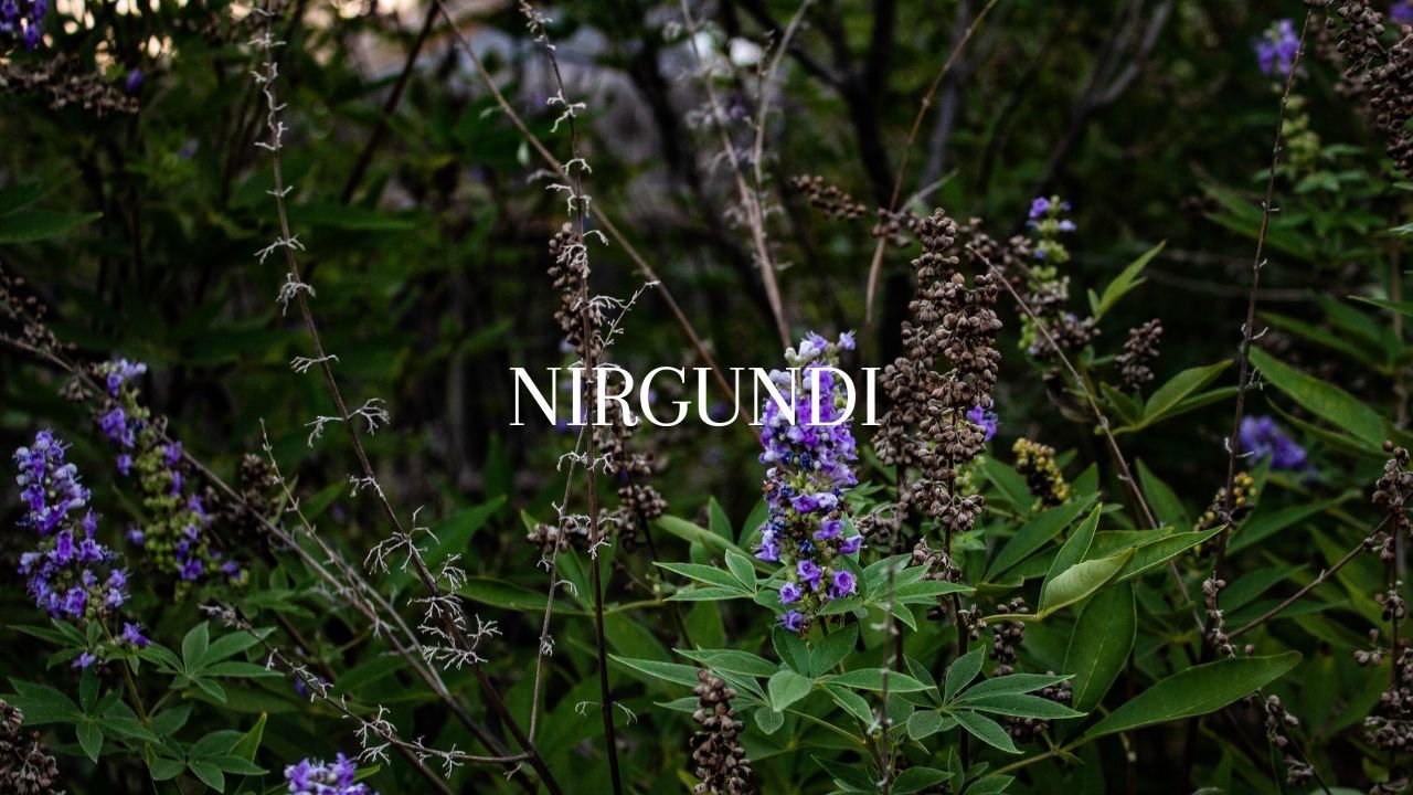 Nirgundi Benefits