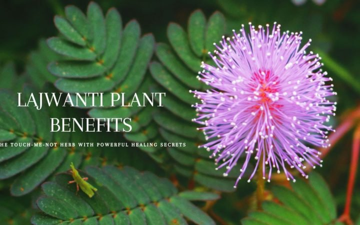 Lajwanti Plant Benefits