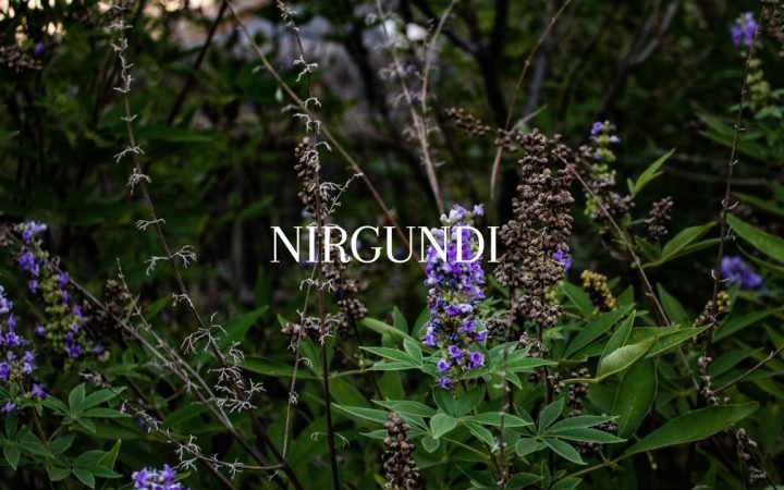 Nirgundi Benefits