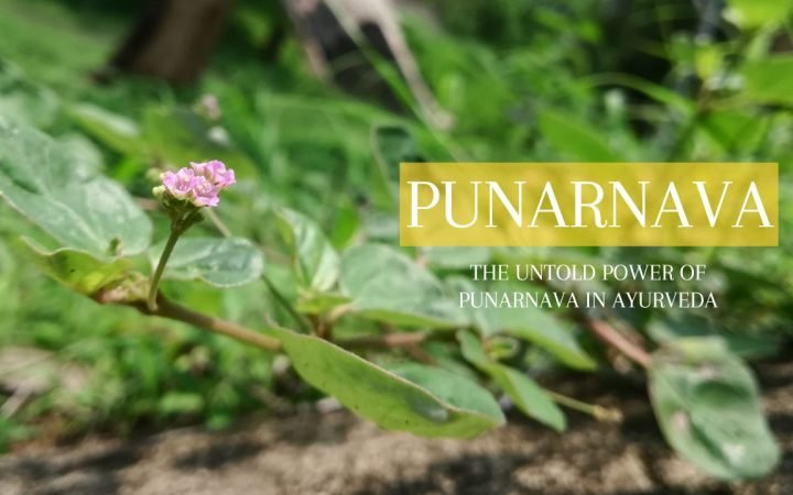 Punarnava Benefits