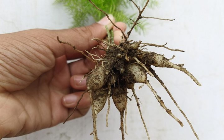 Sutika Paricharya - Herbs for Postpartum Health - Matritva Care