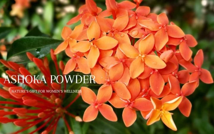 ashoka powder benefits